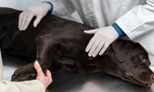 Preventing & Treating Dog Accidents